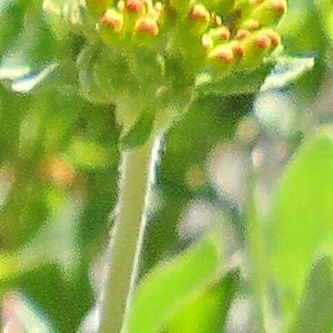 Eriogonum umbellatum Λουλούδι