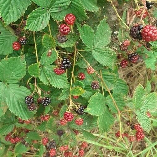 Rubus canadensis Hábitos