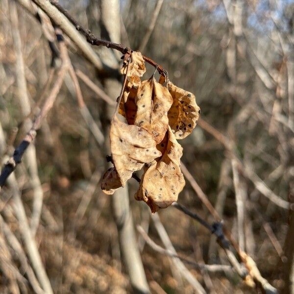 Carpinus orientalis List