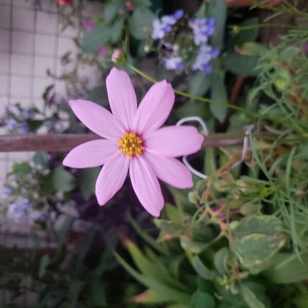 Cosmos bipinnatus Blüte