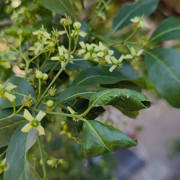 Euonymus europaeus Flower