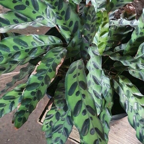 Calathea lancifolia Leaf