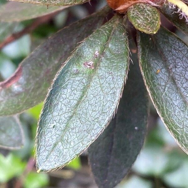 Rhododendron simsii Fuelha