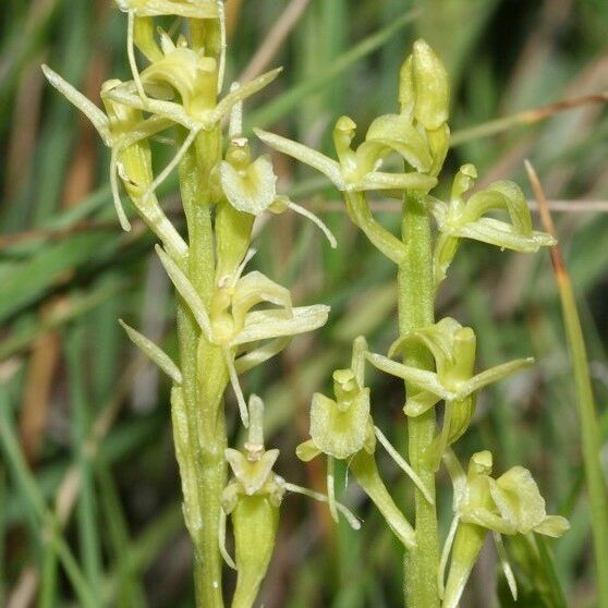 Liparis loeselii Flower