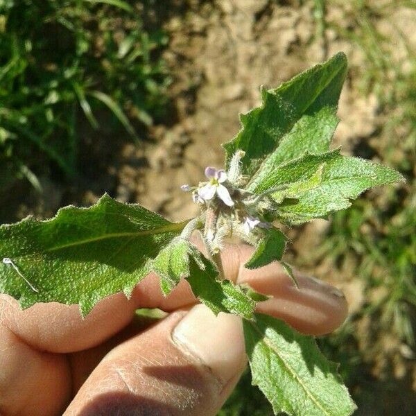 Strigosella africana Flower