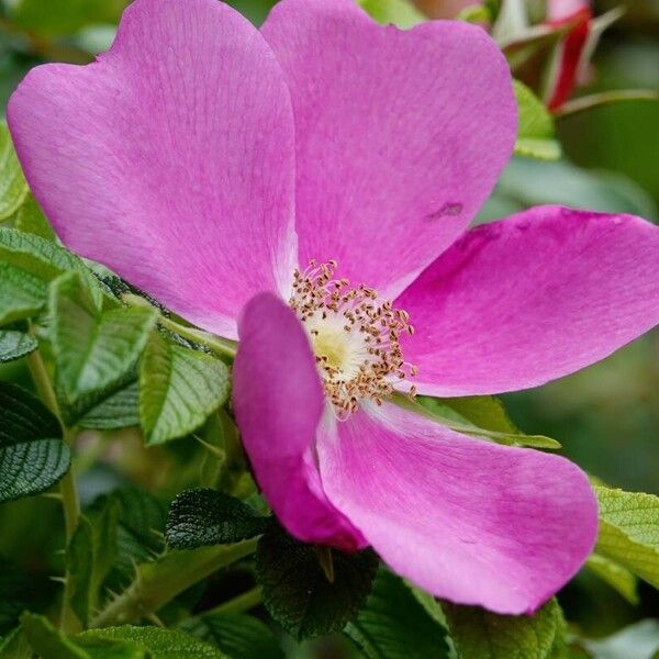 Rosa rugosa फूल