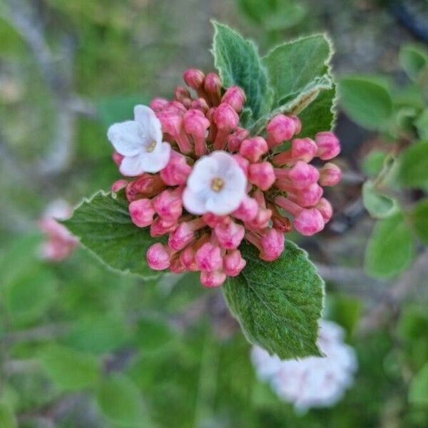 Viburnum carlesii പുഷ്പം