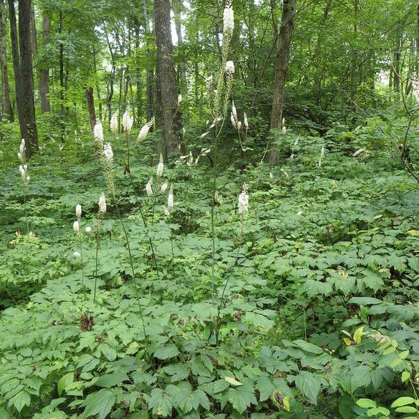Actaea racemosa (Black cohosh)