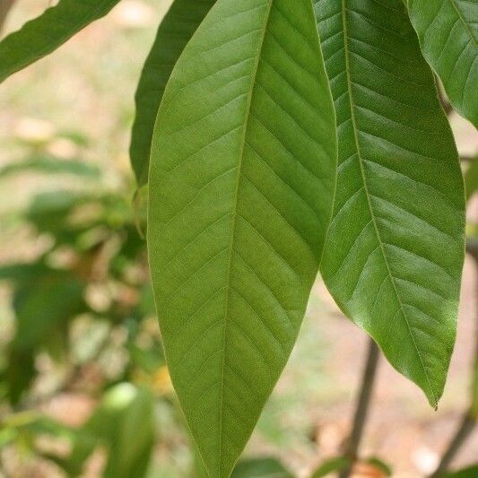 Michelia champaca Leaf