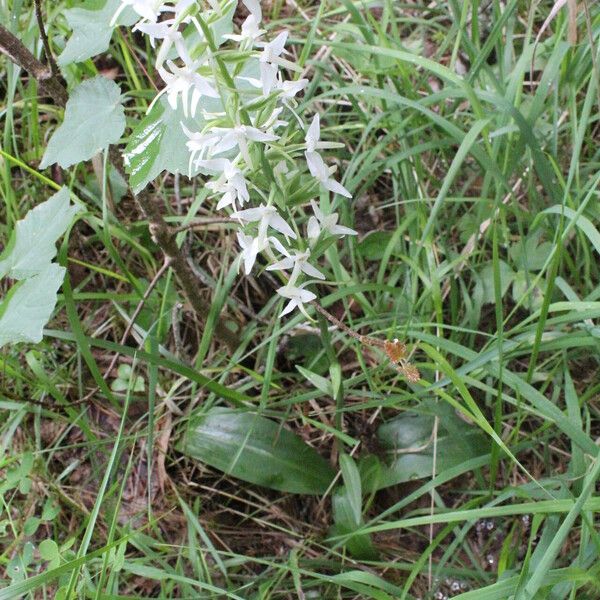 Platanthera bifolia Habitus