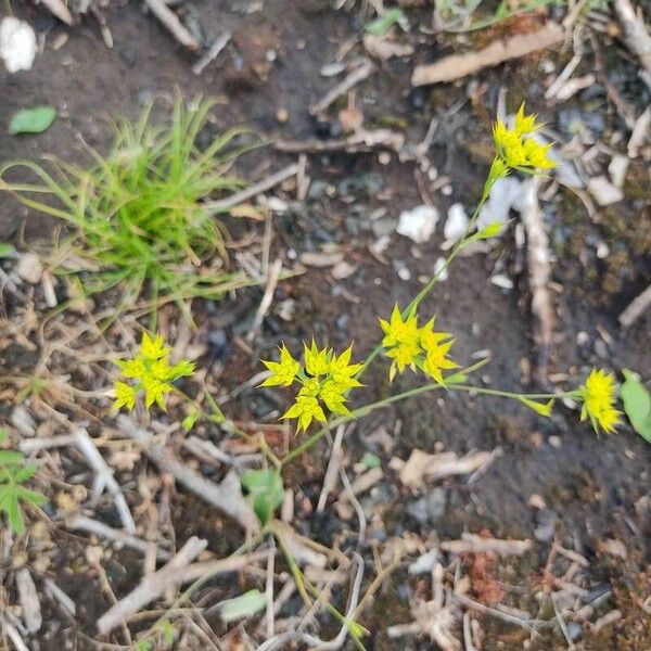 Bupleurum veronense 花