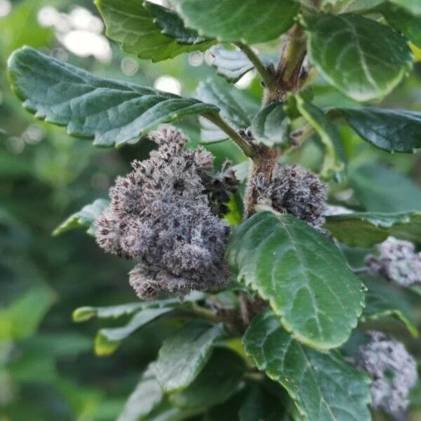 Bystropogon canariensis Fruit