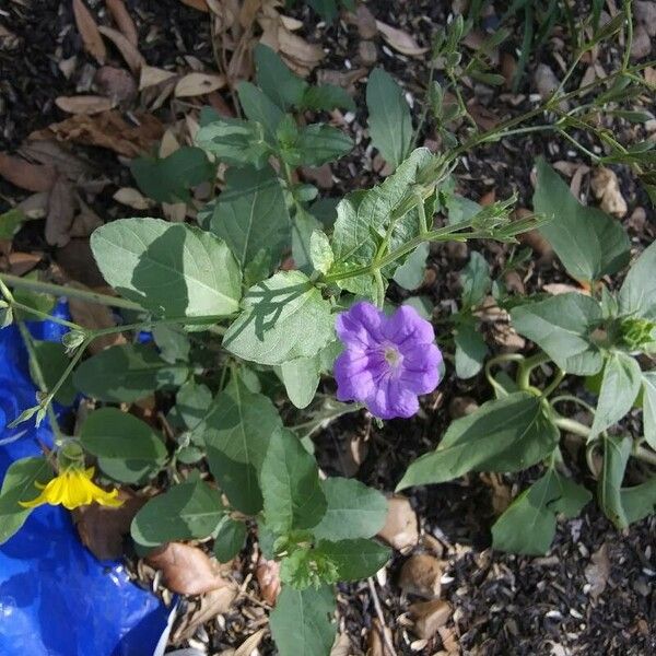 Ruellia nudiflora Virág