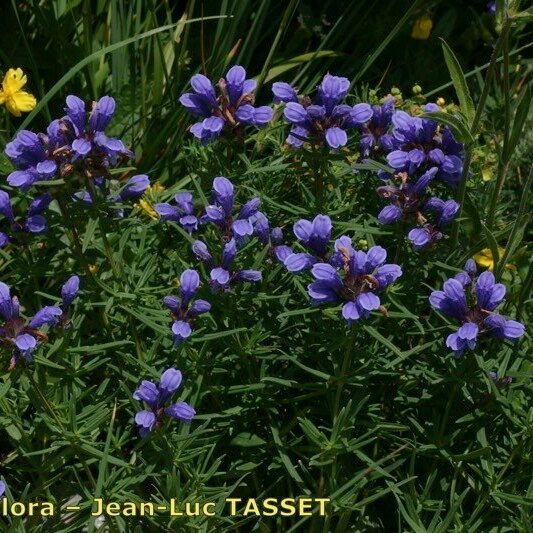 Dracocephalum ruyschiana Habitus