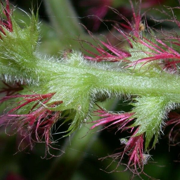 Acalypha macrostachya Flower