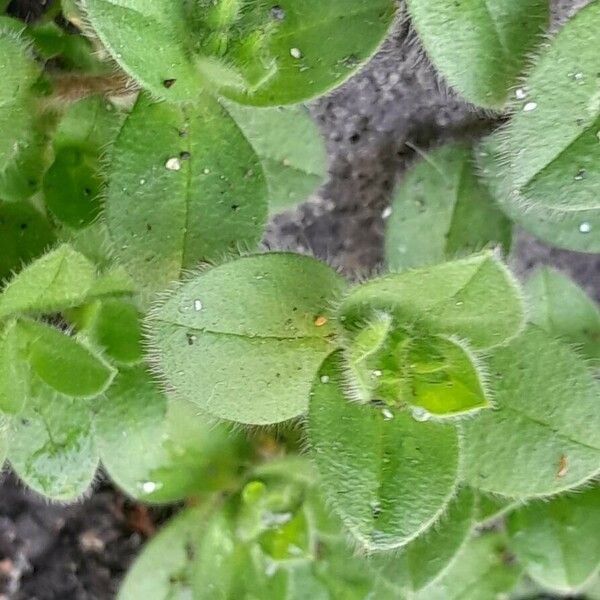 Cerastium glomeratum برگ