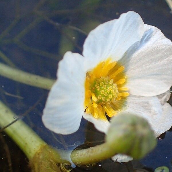 Ranunculus peltatus Flower