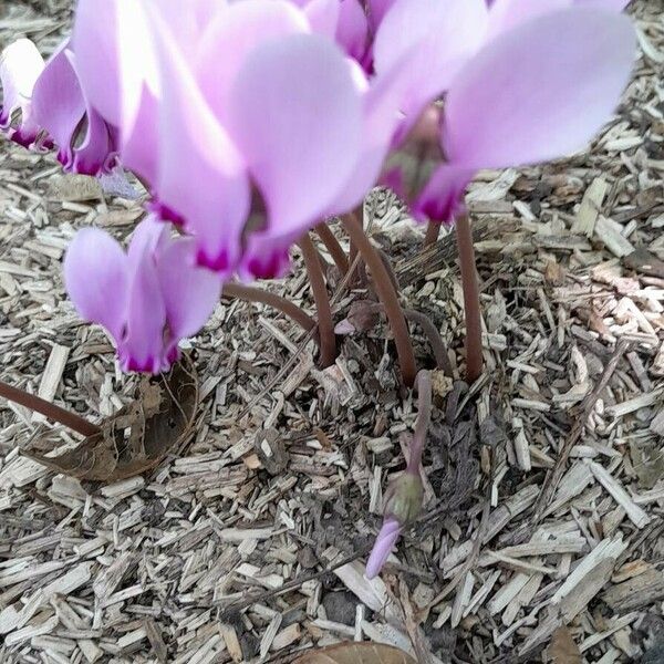 Cyclamen hederifolium ᱛᱟᱦᱮᱸ