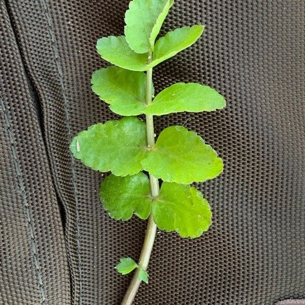 Berula erecta Leaf