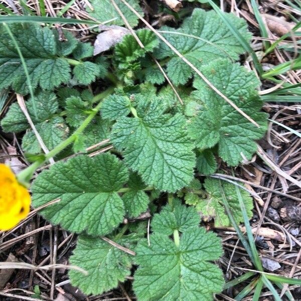 Geum sylvaticum Fulla