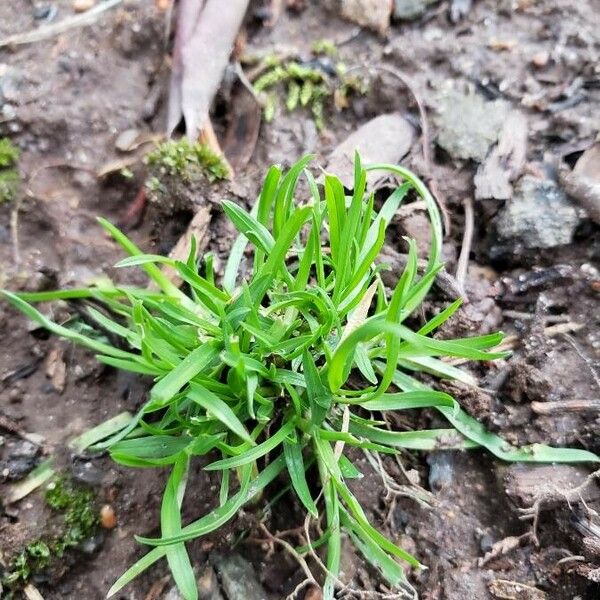 Poa annua Ліст