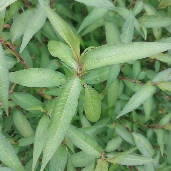 Persicaria odorata Feuille