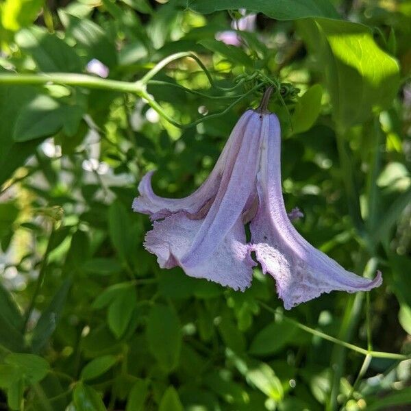 Clematis crispa Blomma