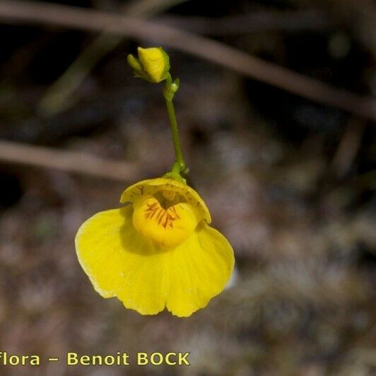 Utricularia intermedia Blodyn