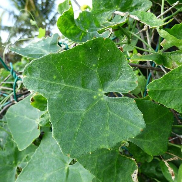 Coccinia grandis Leaf