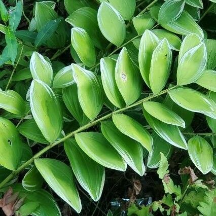 Polygonatum biflorum Leaf