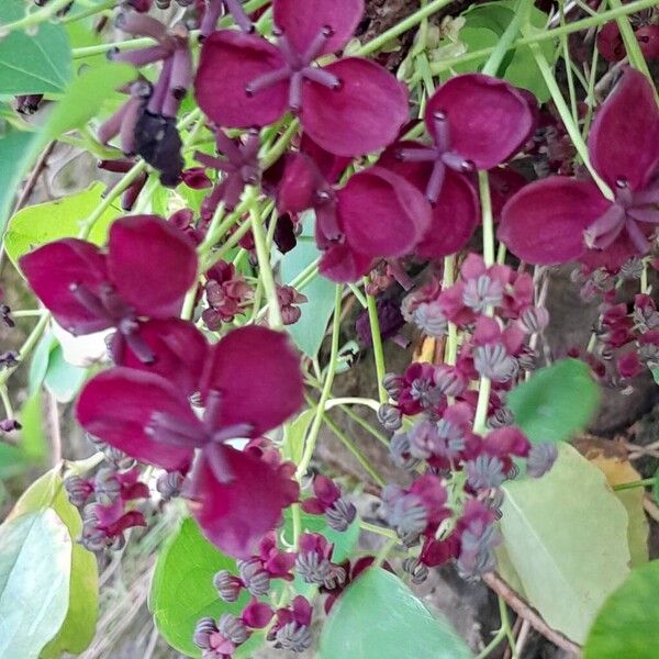 Akebia quinata Flower