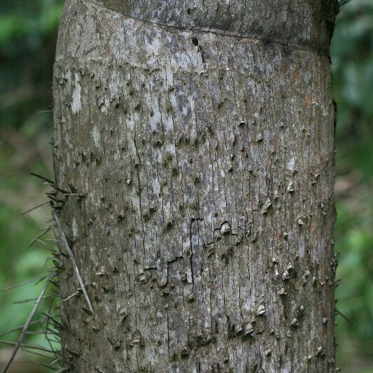 Bactris gasipaes Кора