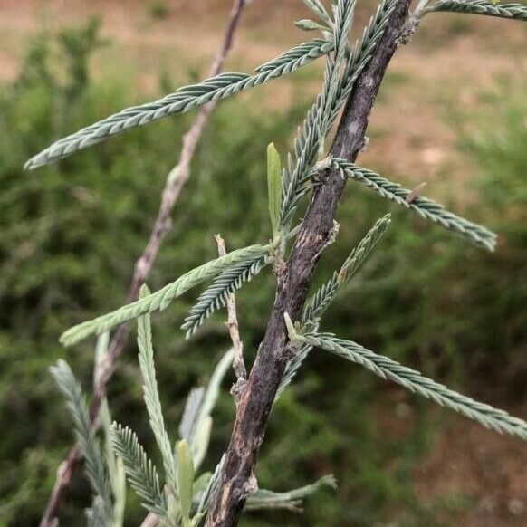 Sesbania sesban Leaf