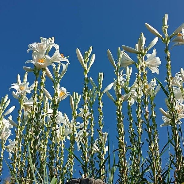 Lilium candidum Lorea