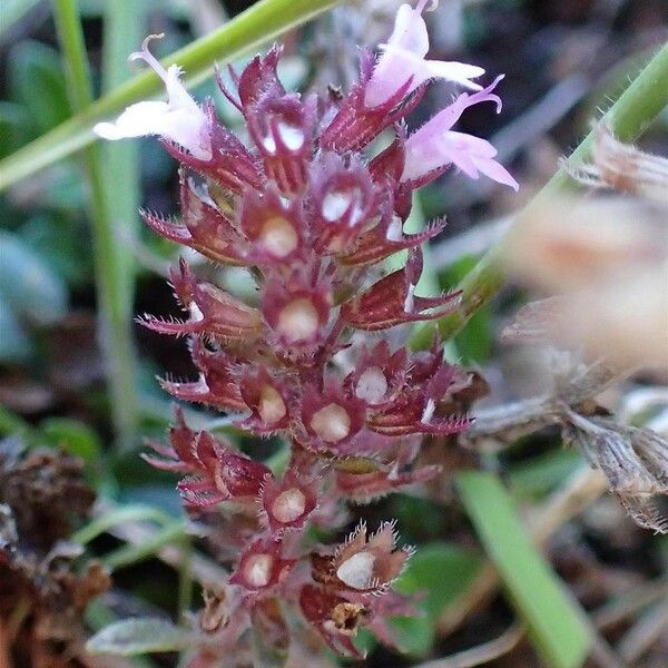 Thymus pulegioides Fruchs