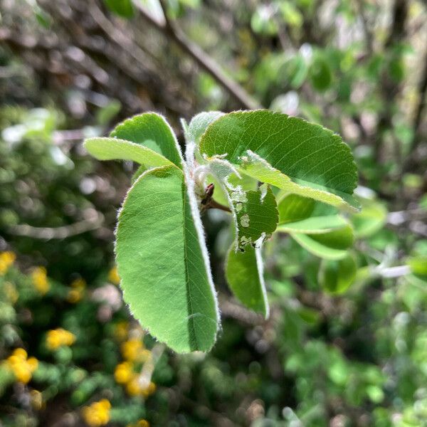 Amelanchier ovalis Levél