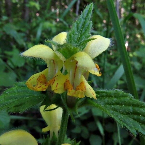 Lamium galeobdolon फूल