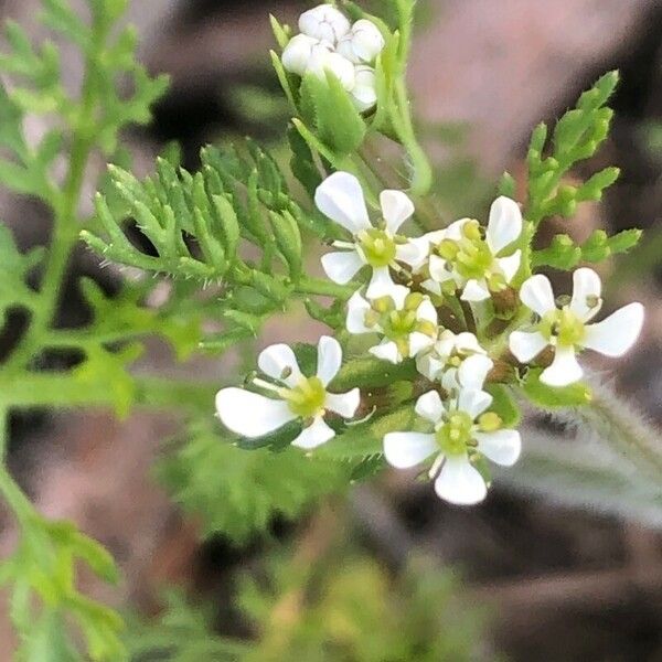 Scandix pecten-veneris Blüte