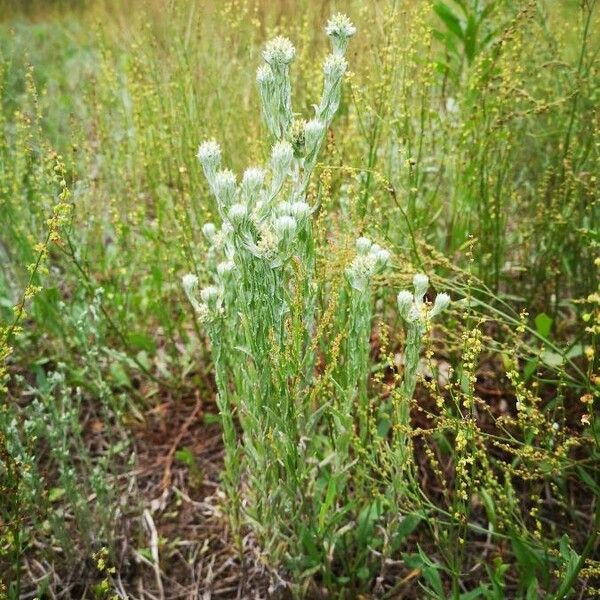 Filago germanica Blomst