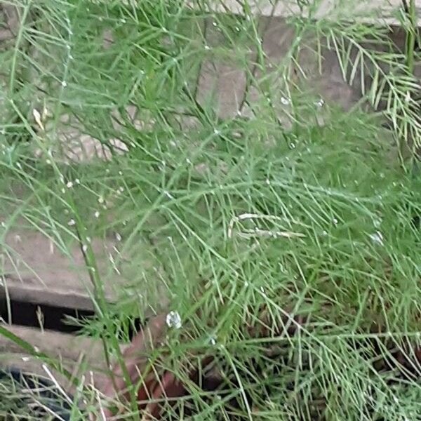 Asparagus officinalis 葉