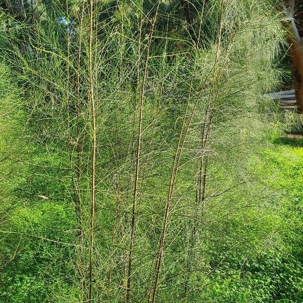 Casuarina cunninghamiana Bark