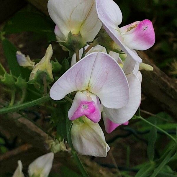 Lathyrus odoratus Õis