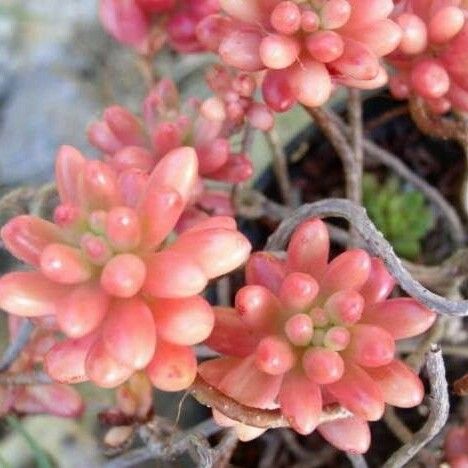 Sedum × rubrotinctum Feuille