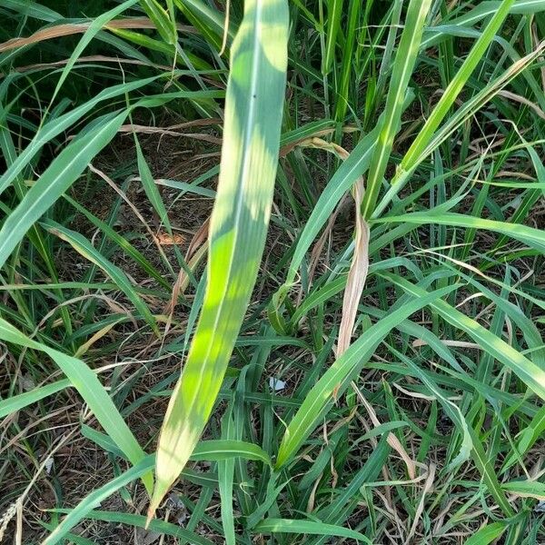 Sorghum halepense Folio