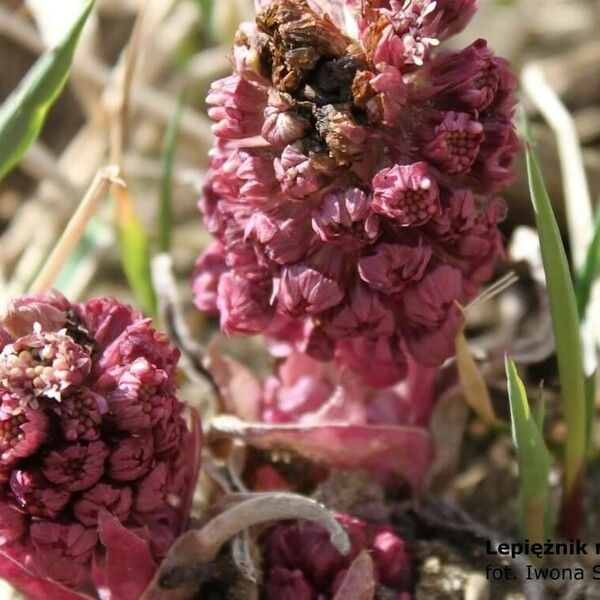 Petasites hybridus Blodyn