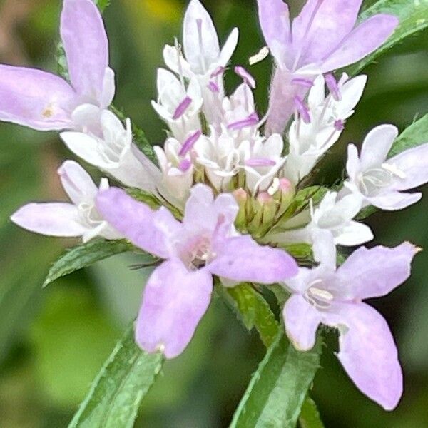 Scabiosa atropurpurea Кветка