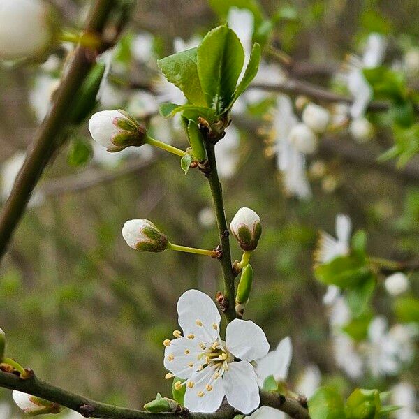 Prunus fruticosa फूल