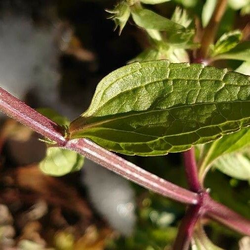 Stachys annua Leaf