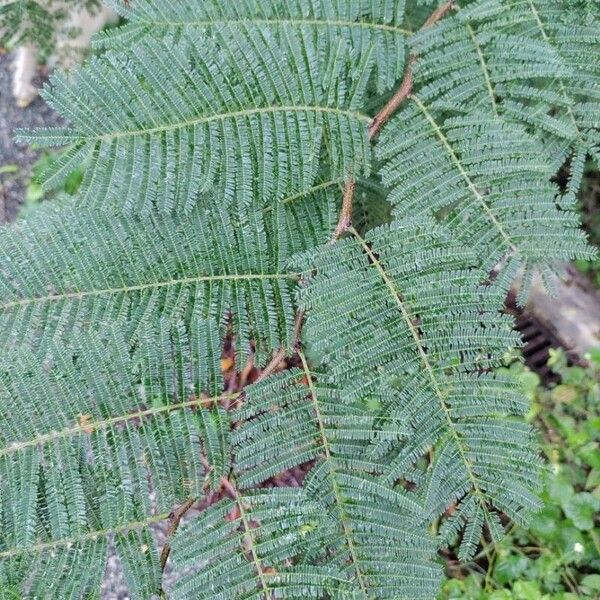 Acacia dealbata Blatt