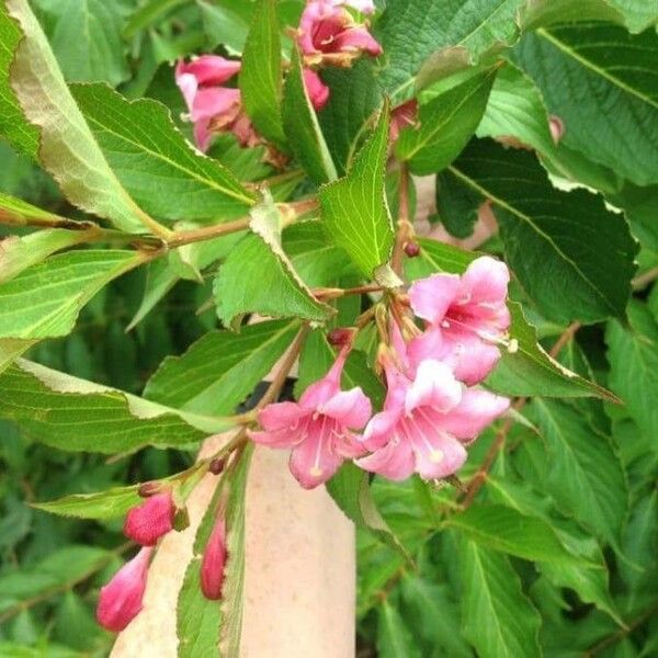 Weigela florida Blüte